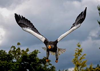 eagle, bird, steller's Sea Eagle, white-shouldered Eagle, avian, ornithology, bird Of Prey, raptor, hunter, predator, flight