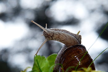 vineyard, molluscum, horns, sky, clouds, vegetation, animals, nature, outside, invertebrates, closeup