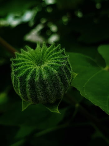 ai Generated, plant, fruit, green, shades, nature, closeup, natural, jungle, forest, plant Fruit