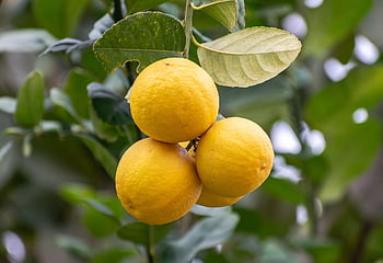 citrony, zralý, kyselý, citrus, Limetka, zdraví, vitamíny, limonáda, žlutá