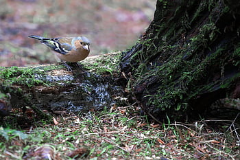common Chaffinch, bird, animal, fringilla Coelebs, songbird, beak, feathers, plumage, avian, wildlife, nature