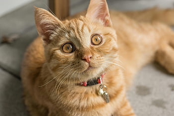 orange tabby katt, ligger nära möbler, ljusa ögon, vilar bekvämt, lekfull natur, nyfiken, inomhuskatt, charmig katt, randig katt, katt med krage, katt vilar