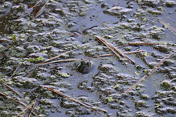 frog, amphibian, wildlife, pond, lake, eyes, bullfrog, green, water, wet, moss