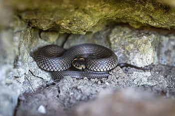užovka, natrix natrix, plaz, natter, druh, nehazardní, zvíře, stupnice, výkres, Příroda, biologie