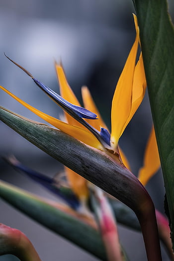 květ, rostlina, tropický, okrasné rostliny, rajka květ, caudata, skleník, krále caudata, strelitzia, vícebarevný, barevný