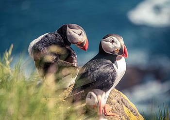 ptáků, puffins, Příroda, arktický, útes, zvíře, volně žijících živočichů