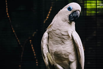 White Cockatoo, white parrot, vibrant blue eyes, exotic beauty, detailed feathers, close-up photo, bird photography, avian beauty, cockatoo portrait, parrot species, animal photography