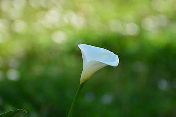 velikonoční lilie, calla lily, květinové tapety, velikonoční, květ, lilie, krásné květiny, květinové pozadí, bílý, Příroda, calla