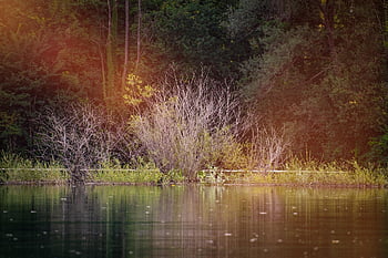 lago, zone umide, stagno, foresta, paesaggio, natura
