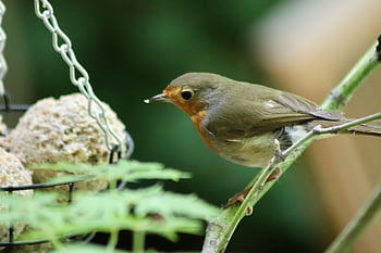 červenka, pěvec, malý pták, krmení, pták, zobák, peří, evropský robin, Příroda, zvíře, erithacus rubecula