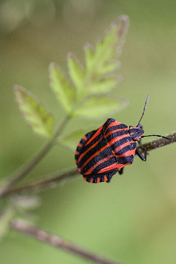 ασπίδα σφάλματος, έντομο, φύση, graphosoma lineatum, φράζω, macro, εντομολογία