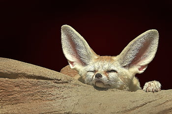 liška, fennec liška, pouštní liška, uši, tvář, savec, zvíře, fauna, Příroda, zoo