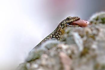 jaszczurka, gad, zwierzę, Natura, fauna, drapieżnik, polowanie, makro, blisko, zdobyć, posiłek