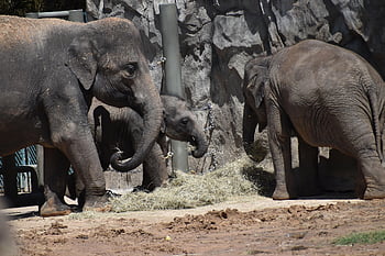 elefanti, animali, zoo, vitello, cucciolo di elefante, giovane elefante, mammiferi, animali selvaggi, natura, famiglia, zanne