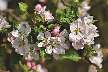 bocciolo di mela, fiori, albero di mele, Mela, fiori di melo, ramo, albero da frutta, rosa, infiorescenza, fioritura, natura