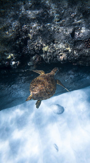 Chelonia Mydas, zelená želva, pod vodou, oceán, útes, mořský život, plavání, klidný pohled, mořská želva, korálový útes, vodní život