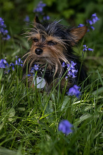 meadow, dog, animal, chihuahua, chihuahua Yorkie Mix, flowers, garden, flower Background, nature, beautiful Flowers, flower Wallpaper