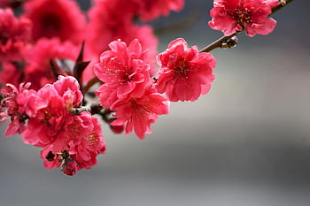 選択的なフォーカス写真、 赤い小花、 ピンクの桜、 春の花、 クローズアップ写真、 花の写真、 自然写真、 春の季節、 桜、 フラワーブランチ、 鮮やかな花
