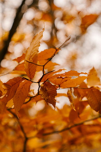 podzimní listí, zlaté listy, větev stromu, Sezónní krása, měkké zaostření, klid, detail, podzim listí, fotografování přírody, podzimní krajina, zlatý podzim