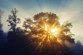sunrays, trees, forest, fog, sunset, misty, autumn, landscape, nature, morning, fall