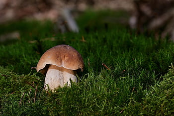 mushroom, forest, moss, forest Floor, fall, nature, fungal Science