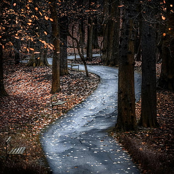 autumn forest, winding path, fallen leaves, tranquil scene, park benches, tree-lined path, seasonal landscape, nature walkway, outdoor scenery, peaceful setting, forest pathway
