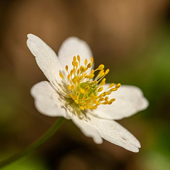 macro photography, white flower, delicate anemone, yellow stamens, blurred background, close-up shot, floral details, nature photography, white anemone, macro shot, flower photography