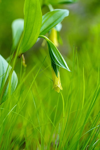 wildflower, mountain, flower Wallpaper, valley, flower Background, beauty, nature, abstract, life, flower, clean