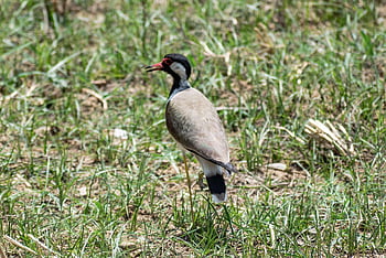 red-wattled Lapwing, asian Lapwing, large Plover, bird, beak, feathers, plumage, tatiri, vanellus Indicus, lapwing, plover
