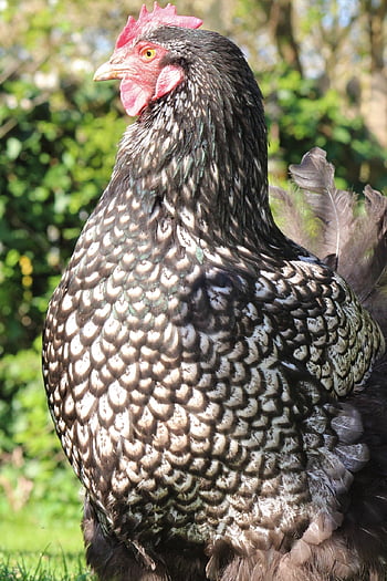 chicken, hen, poultry, animal, farm Animal, outdoors, free Range, agriculture, nature, bird, comb