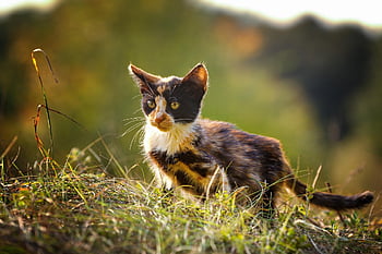 cat, kitten, nature, pet, kitty, young Cat, calico Cat, domestic Cat, feline, animal, mammal