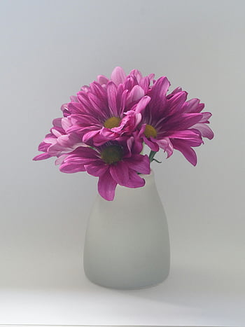 růžové květy, bílá váza, Vibrující růžové sedmikrásky, Minimalistická fotografie, elegantní uspořádání, výzdoba, růžové sedmikrásky, bílé pozadí, květinové aranžmá, Jednoduchý výzdoba
