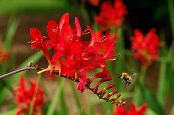 montbretia, lilie, květ, krásné květiny, Červené, Příroda, květinové pozadí, květinové tapety, crocosmia, iridaceae, včela