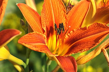 flower, beautiful Flowers, lily, stamen, plants, botany, lilium, growth, macro, flora, flower Background