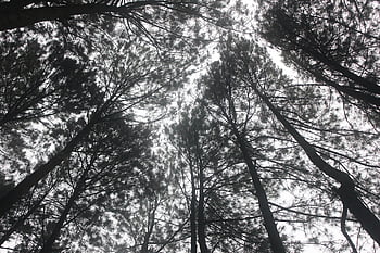 trees, leaves, foliage, branches, forest, nature, high, pines, sky