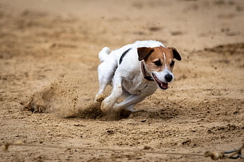 dostihy psů, závodní dráha, běh, sportovní, Psí sport, Příroda, lov králíků, zvíře, Na lov, jack russel