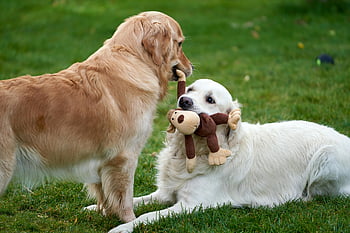 zlatí retrívři, plyš opice, venkovní hry, tráva, hravý okamžik, hračky pro psy, pet zábava, Animal Companions, roztomilé psy, venkovní aktivita, plyšová hračka