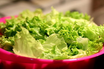 green lettuce, white lettuce, fresh lettuce, vibrant pink bowl, salad ingredients, close-up shot, green and white lettuce, fresh greens, salad preparation, healthy eating, leafy greens
