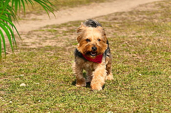 ヨーク、 トム、 走る、 風、 ショール、 犬、 歩く、 動物たち、 脊椎動物、 ほ乳類、 ペット