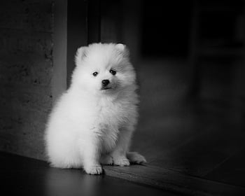 spitz giapponese, cane, cucciolo, animale domestico, animale, cane giovane, cane domestico, natura, canino, mammifero, carina
