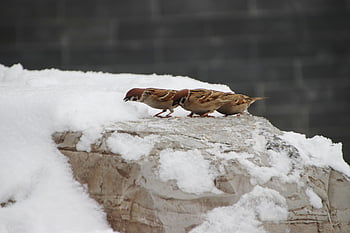 ptáků, Vrabec, ornitologie, druh, Příroda, fauna, ptačí, zvíře, volně žijících živočichů, peří, zobák