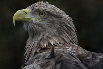 eagle, white-tailed Sea Eagle, sea Eagle, raptor, white-tailed Eagle, bird, avian, ornithology, feathers, plumage, nature