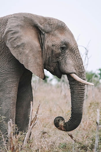 slon africký, loxodonta africana, pastviny, Jižní Afrika, majestátní, stojící, volně žijících živočichů, Příroda, kufr, kly, savana