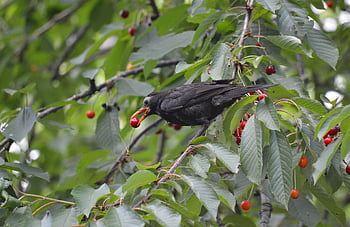 Amsel, Kirschen, Obst, Vogel, Tier, Singvogel, Tierwelt, Vogelkunde, Vögel beobachten, Garten, Natur