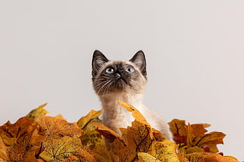 Katze, Tier, Haustier, Rettung, Studio, katzenartig, Natur, Kätzchen, Pelz, inländisch, süß