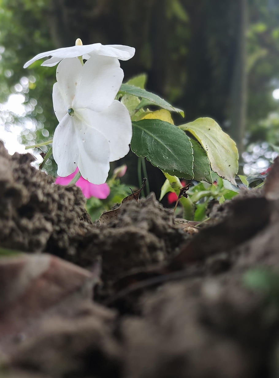 white, flower, kashmir, botany, bloom, blossom, petals, growth, nature