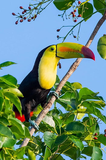 tucan, bird, perched, animal, feathers, plumage, beak, bill, bird Watching, ornithology, animal World