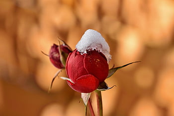 rosebud, rose Flower, beautiful Flowers, flower, snow, nature, rose, bud, ice, frozen, frost
