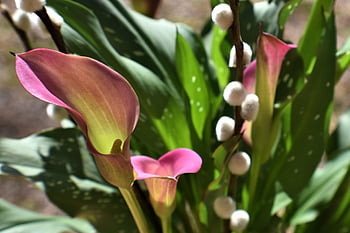 calla lily, květinové pozadí, krásné květiny, kočička, květiny, vrba, flóra, květ, listy, rostlin, jaro