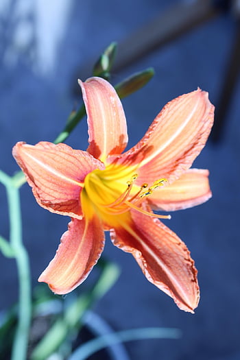 oranžové lilie, květ, krásné květiny, květinové tapety, rostlina, lilium bulbiferum, lilie, květinové pozadí, oranžová květina, okvětní lístky, zahrada